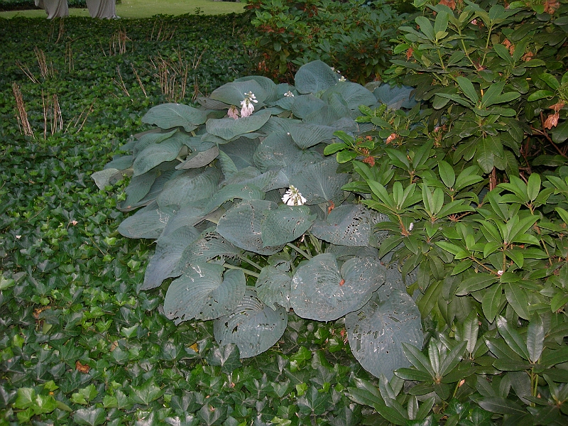 DSCN4678.JPG - Hosta in de tuin van het Elzenveld